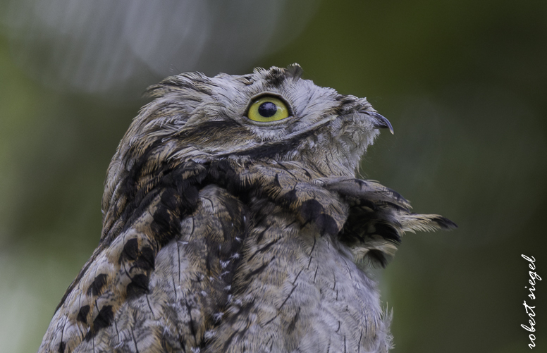 potoo